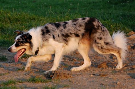 The Border Collie Blue Spirits Border Collies