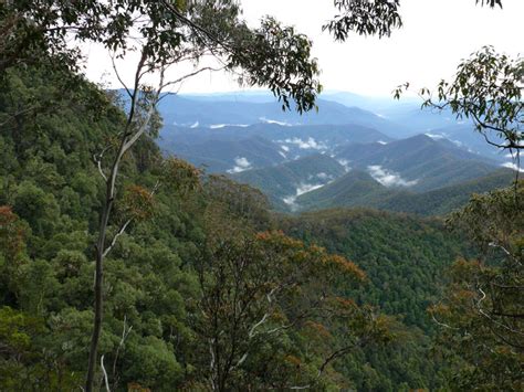 Gondwana Rainforests of Australia World Heritage