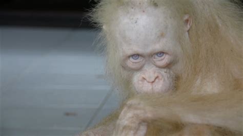 Albino Orangutan