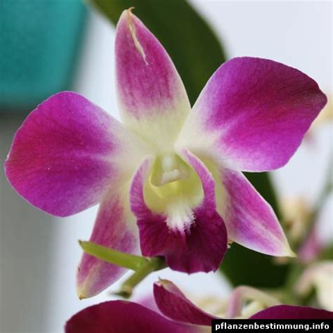 Dendrobium Cv