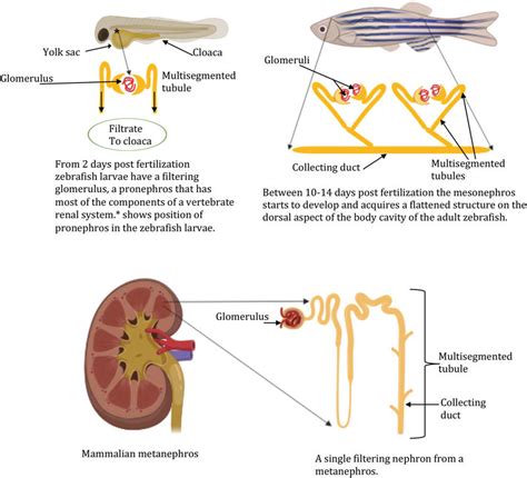 Schematic Diagram Showing The Zebrafish Pronephros Larval Stage