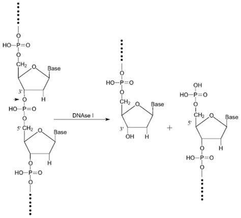 Deoxyribonuclease I Mp Biomedicals Fisher Scientific