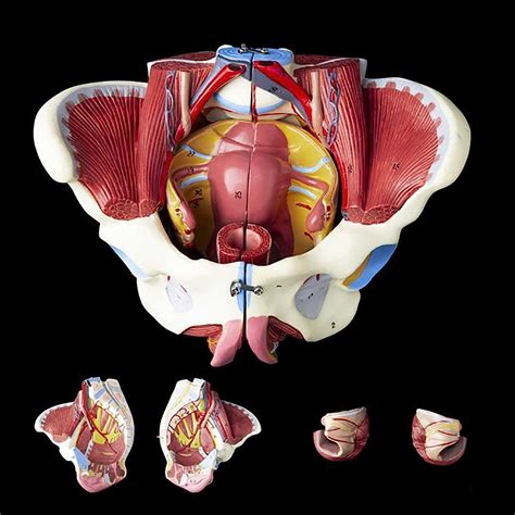 Lebensgro Es Weibliches Beckenmodell Mit Beckenbodenmuskulatur