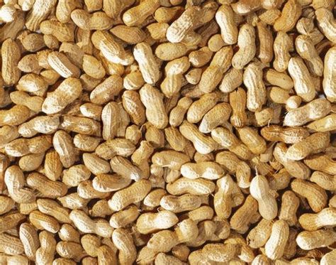 New groundnut varieties in Uganda released - Farmers Review Africa