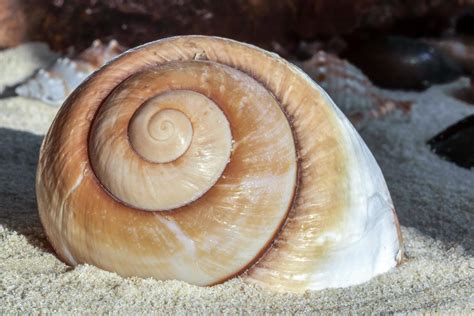 Giant Brown Snail Shell 7206822 Stock Photo at Vecteezy