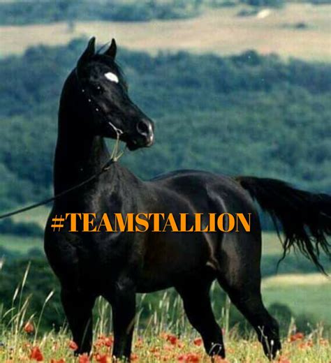 Lumpie On Twitter Teamstallion Italianostyle Marethr