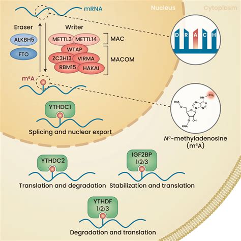 Key Players Of The M 6 A RNA Modification Process The Deposition Of M