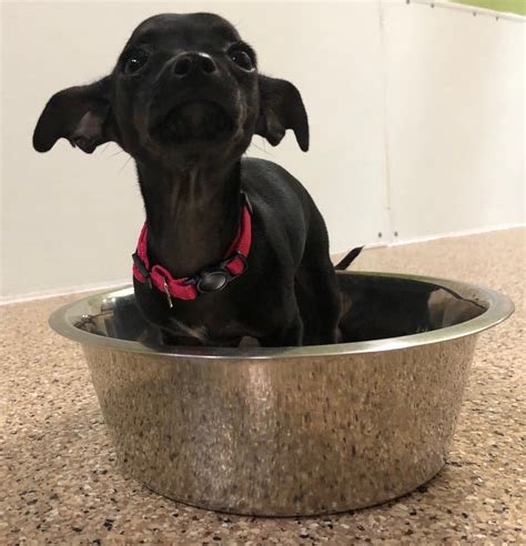 lost our home pet foundation tempe az 6