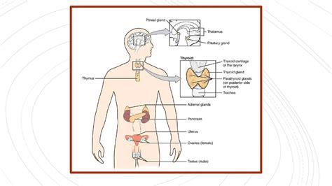 Introduction To The Endocrine System Pptx Free Download