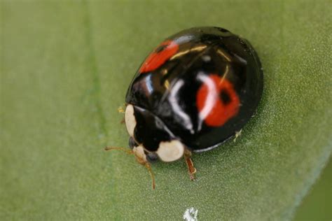 Invasive non-native species (UK) - Harlequin ladybird - Inside Ecology