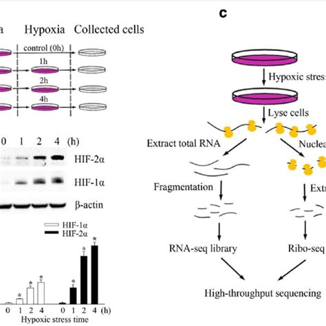 Simultaneous Ribosome Profilingrna Seq Under Hypoxic Stress A Overview