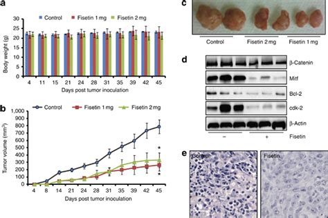 Effect Of Fisetin On 451Lu Tumor Growth In Athymic Nude Mice A