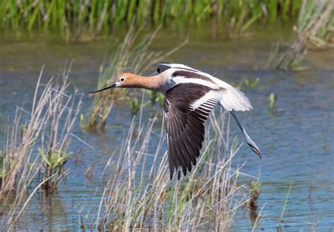 Avocet In Flight Photograph By Loree Johnson Fine Art America