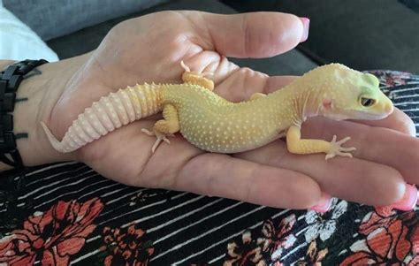 Are Leopard Geckos Friendly