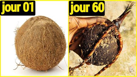 Comment Faire Pousser Une Noix De Coco Rapidement M Thode Youtube