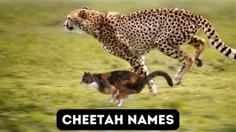 55+ Cheetah Names for Your Fast Cat!