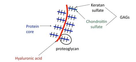 Glycoprotein - Definition, Structure, Functions, Examples - Biology Notes Online