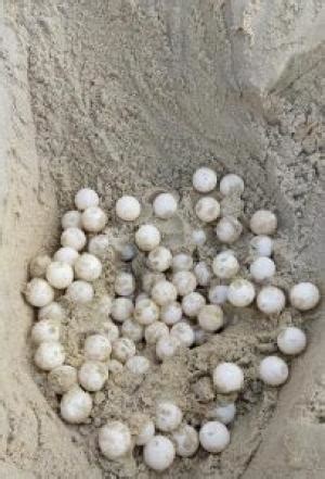 Olive Ridley turtles are back on Mangaluru beaches! – Sustainable ...