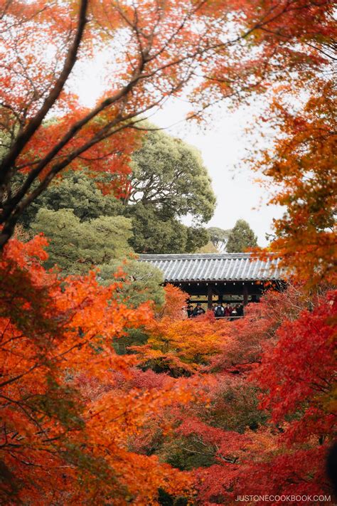 Autumn in Kyoto Guide • Just One Cookbook