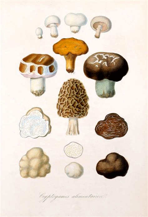 Vintage Mushrooms Art Old Free Stock Photo Public Domain Pictures