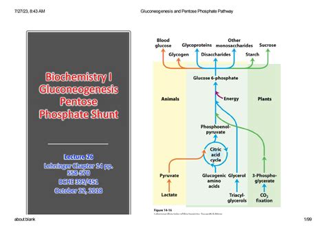 Solution Gluconeogenesis And Pentose Phosphate Pathway Studypool