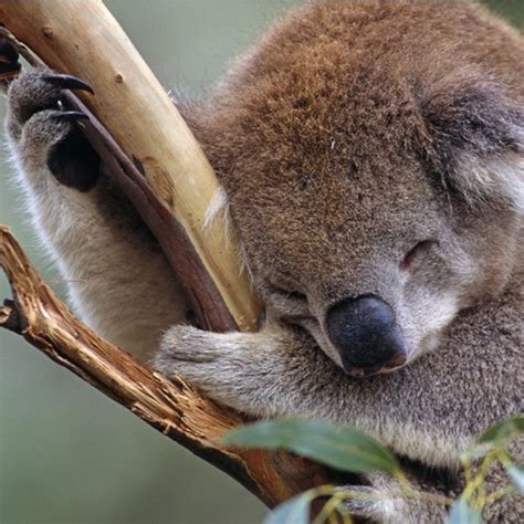 🔥 [50+] Cute Koala Wallpapers | WallpaperSafari