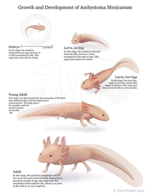 Axolotl Life Cycle That I Made Rscientificart