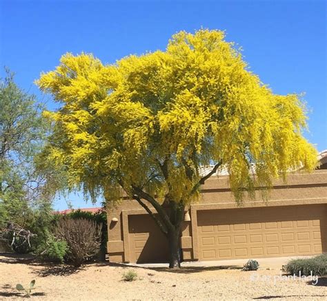 Learn About The Deserts Iconic Tree The Palo Verde