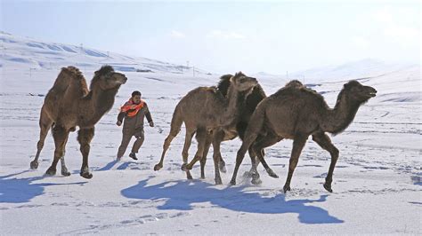 Arab Saudi Diperkirakan Bakal Diguyur Hujan Salju Dan Badai Pasir