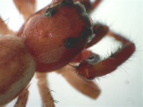 wafamcw dorsal cephalothorax lcspiderlab flickr