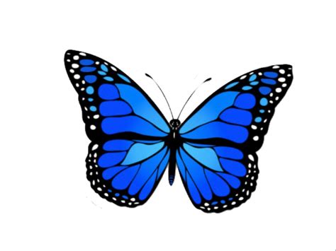 Blue Butterfly Png Image Png Mart