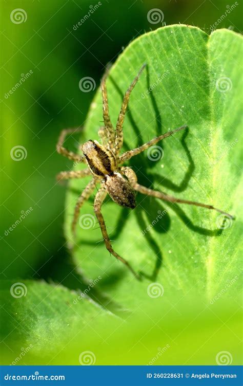 Close up of a wolf spider stock image. Image of latin - 260228631