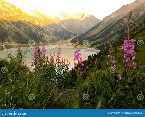 Lake In The Mountains With Flowers Stock Photo Image Of Lake Scenery