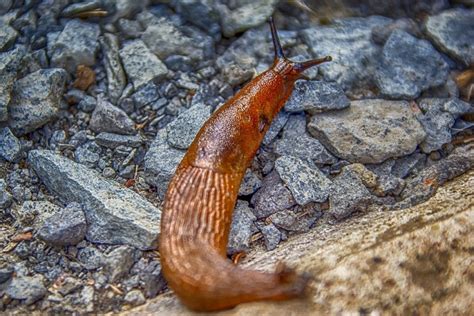 Snail Fence How To Effectively Protect Your Plants Gardeninguru