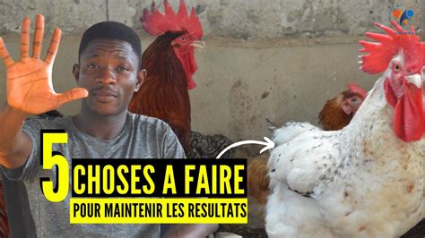 5 ASTUCES POUR REUSSIR En ELEVAGE DE POULET LOCAL EN AFRIQUE Investir