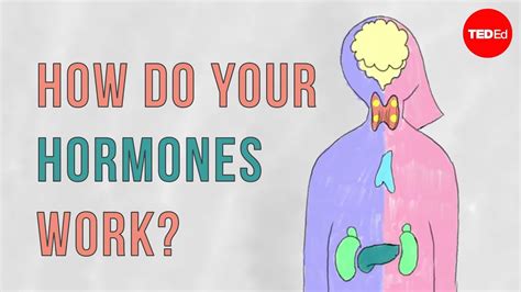 How Do Your Hormones Work Emma Bryce