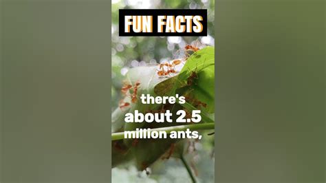 Fun Facts Ants Ants Everywhere Youtube