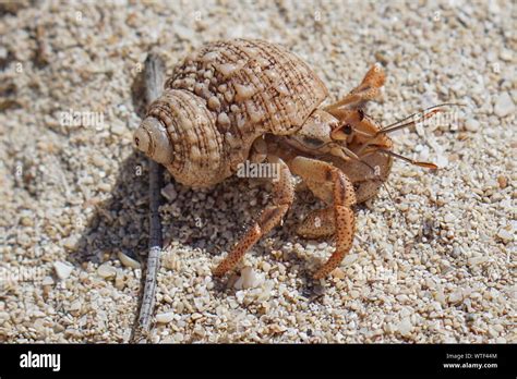 Einsiedlerkrebs am strand Fotos und Bildmaterial in hoher Auflösung