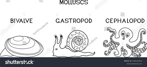 Coloring Page Three Types Molluscs Cephalopod Stock Vector Royalty