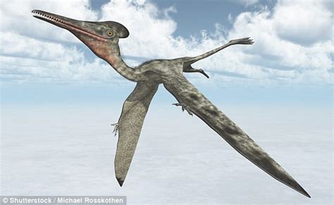 Terrifying Pterosaur With A 23ft Wingspan And A Spear Like Mouth Flew