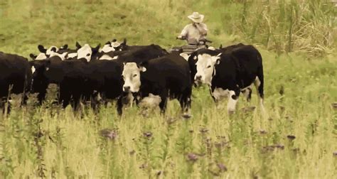 cattle hourcampfire