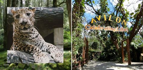 What You Need To Know Before Visiting Avilon Zoo Entrance Fees New