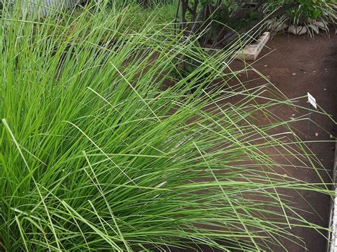 Chrysopogon Zizanioides L Roberty Cuscus Grass World Flora Pl