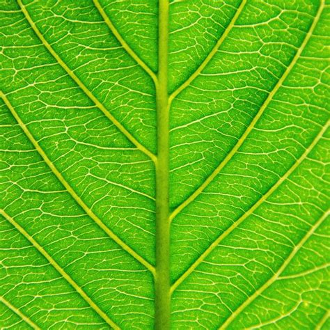 Textura De Hojas Verdes Y Fibra De Hoja Foto Premium Hojas Verdes