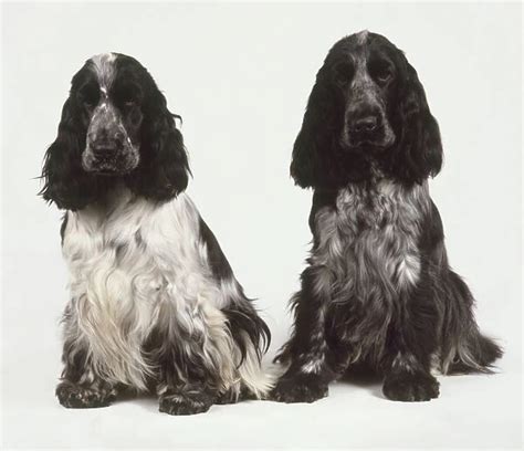 Is It Better To Get A Male Or Female Cocker Spaniel