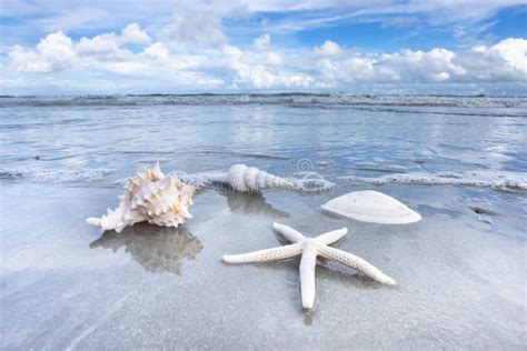 Seashells In Water On Atlantic Ocean Beach On Hilton Head Island Stock