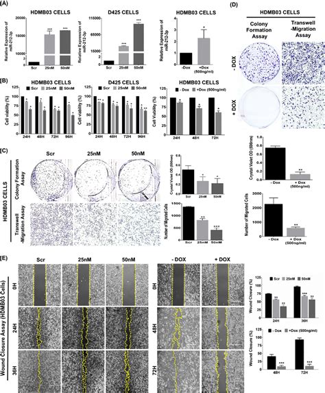 Effect Of Mir P Expression On The Neoplastic Potential Of Group