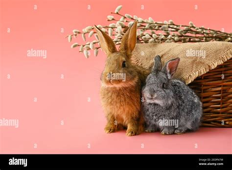 Cute Rabbits And Wicker Basket With Pussy Willow On Color Background Stock Photo Alamy