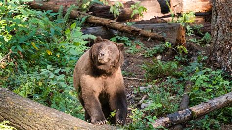 Federal Agencies Study Reintroduction Of Grizzlies In North Cascades