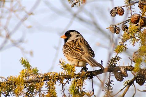 Harris's Sparrow | NWT Species at Risk